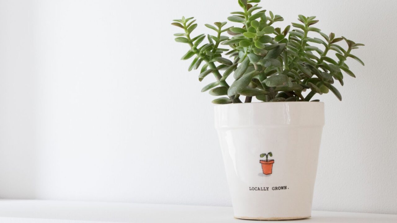 A jade plant pot on a white surface in front of a white background.