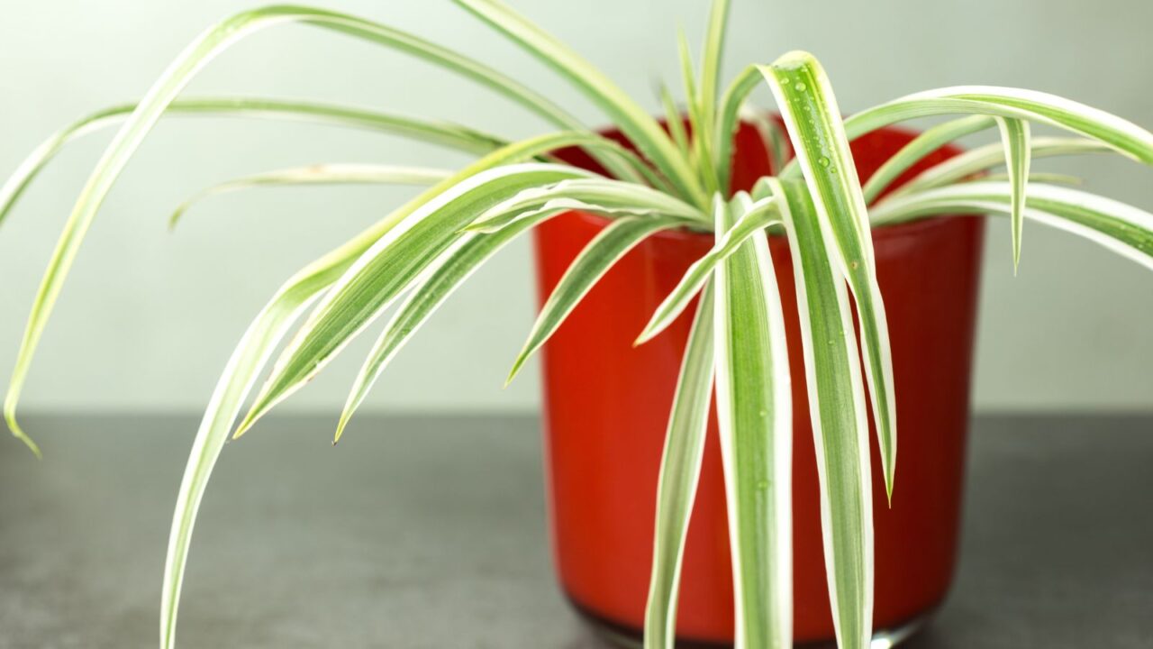 A spider plant in a red pot on a gray surface.