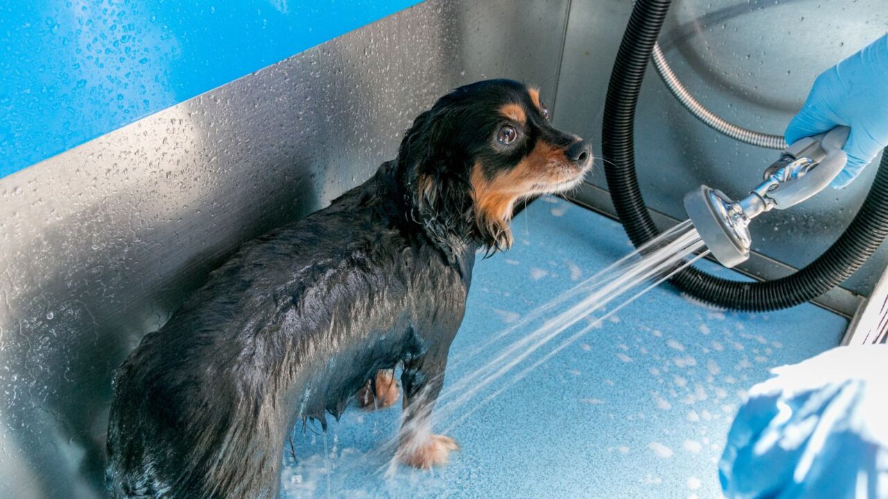 A person wearing gloves cleaning the dog at the washing station.