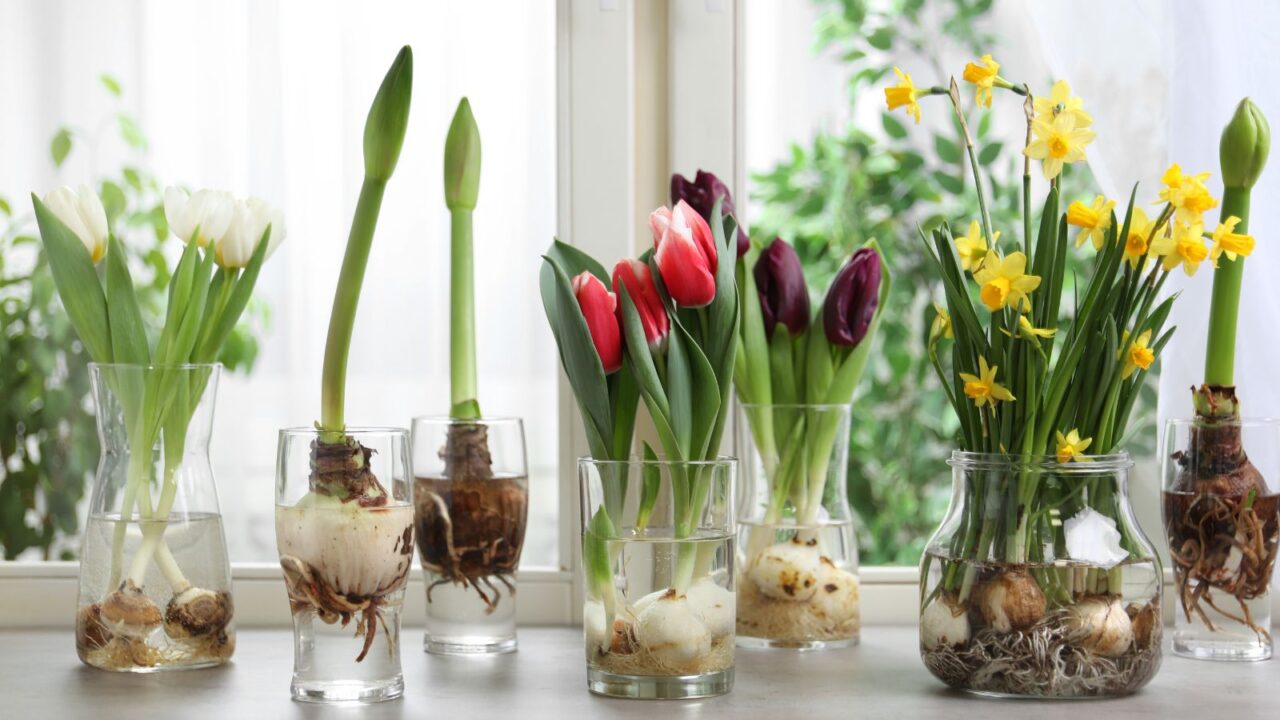 Beautiful flowers in recycled glassware on a gray windowsill.