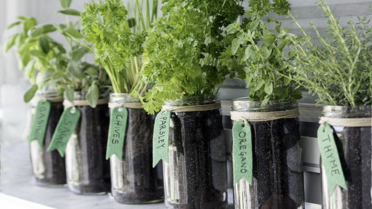 Mason jars with different herbs growing in them placed on a window.