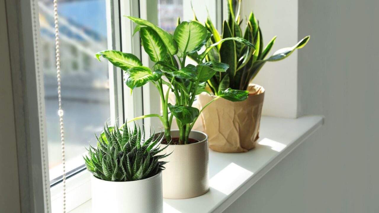 Three potted house plants on a windowsill.