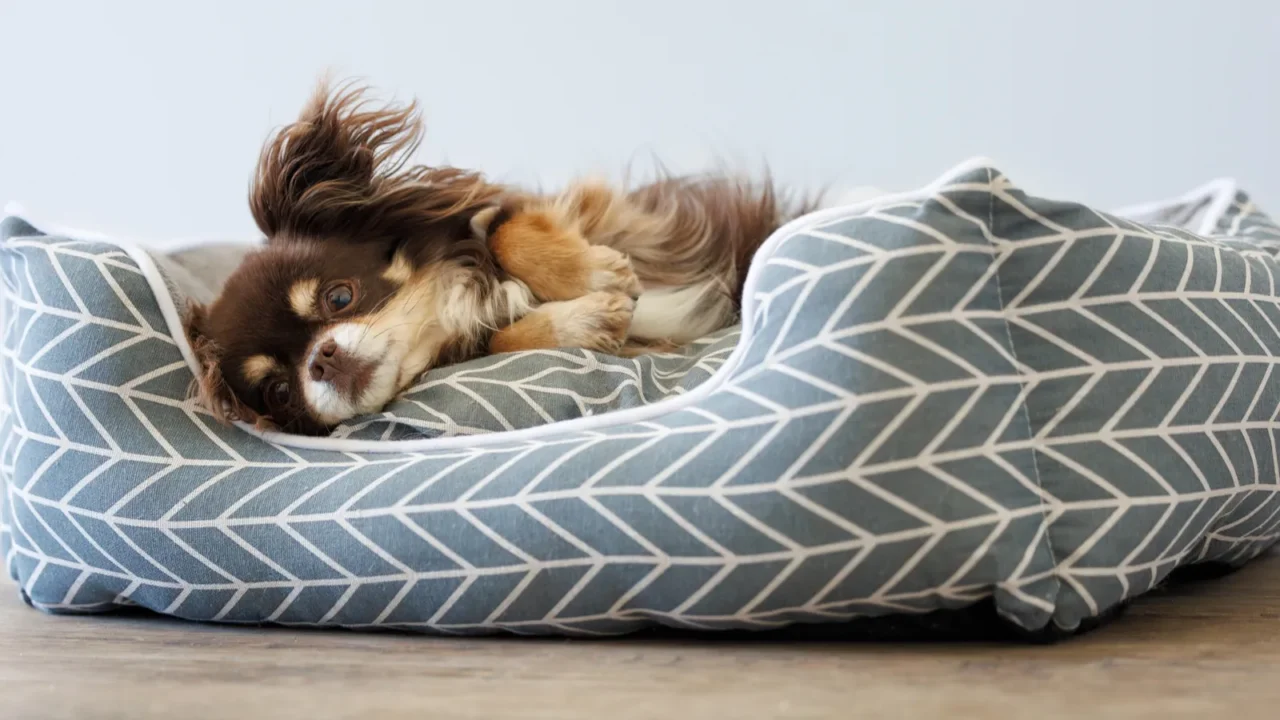 A dog laying on a pet bed on a wooden floor.