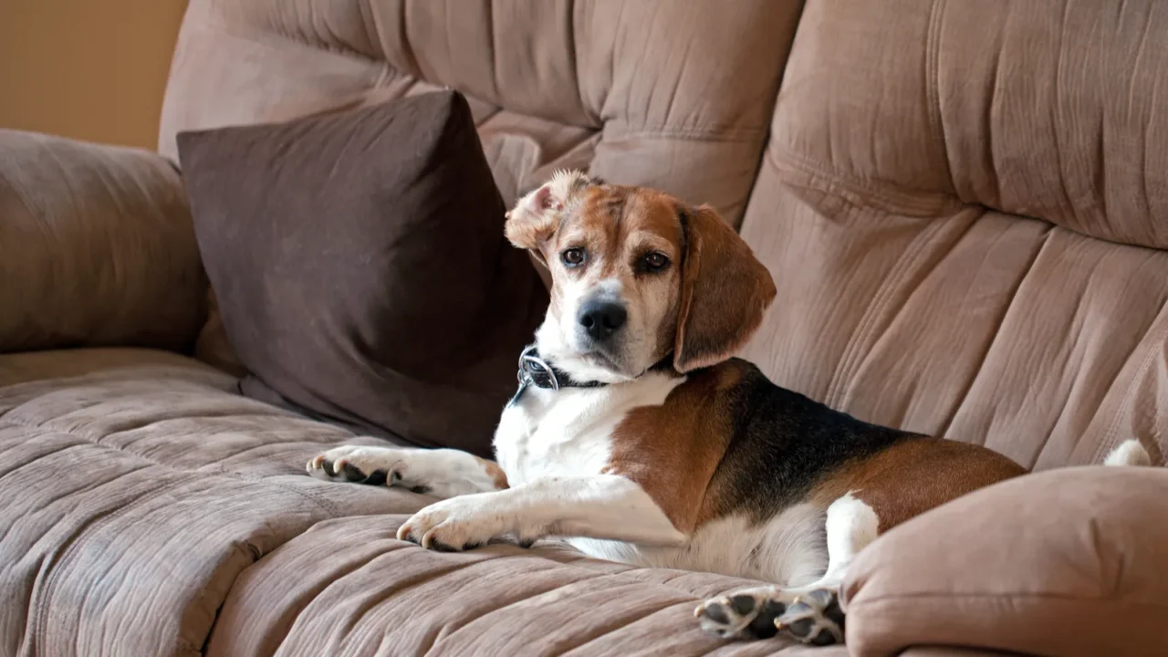 A dog sitting on a sofa made up of microfiber fabric.