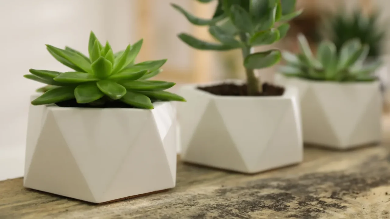 Three geometric white pots containing green succulents on a wooden table.