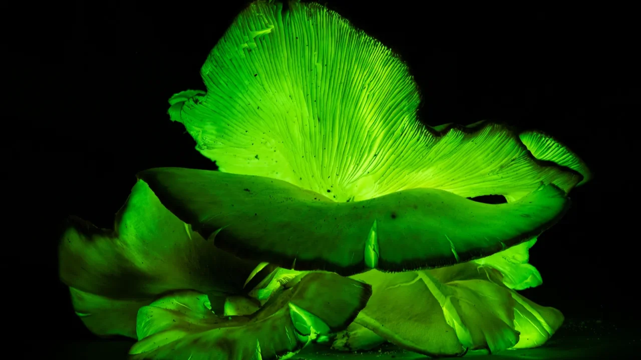 bioluminescence ghost mushroom ghost fungus at night  omphalotus nidiformis