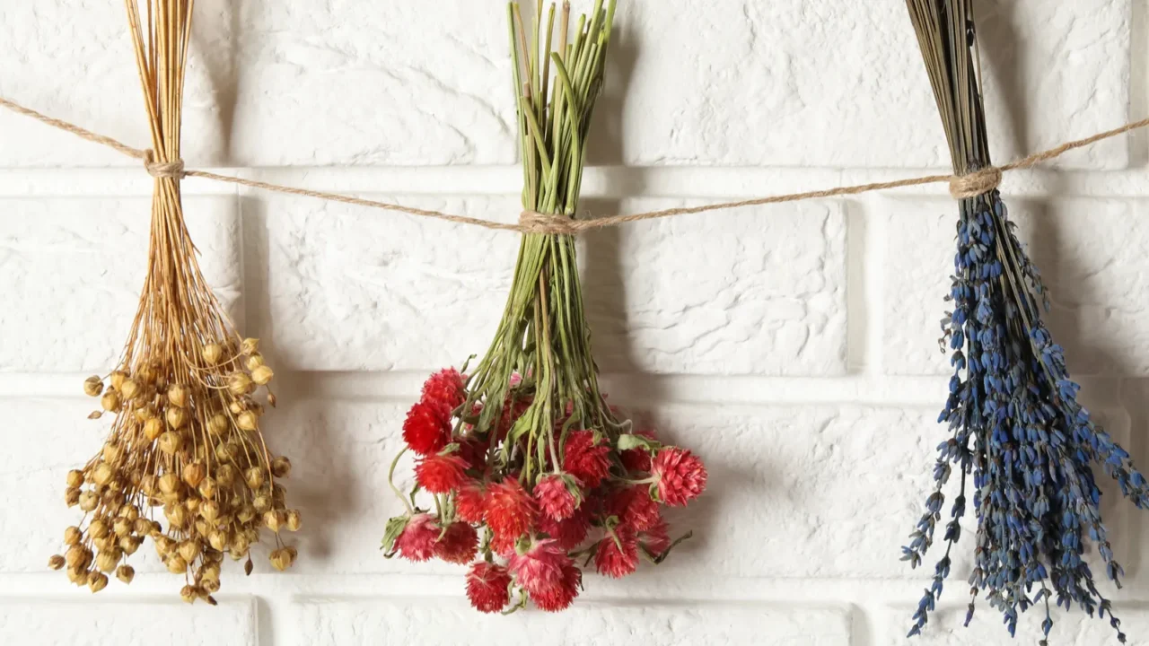 bunches of beautiful dried flowers hanging on rope near white