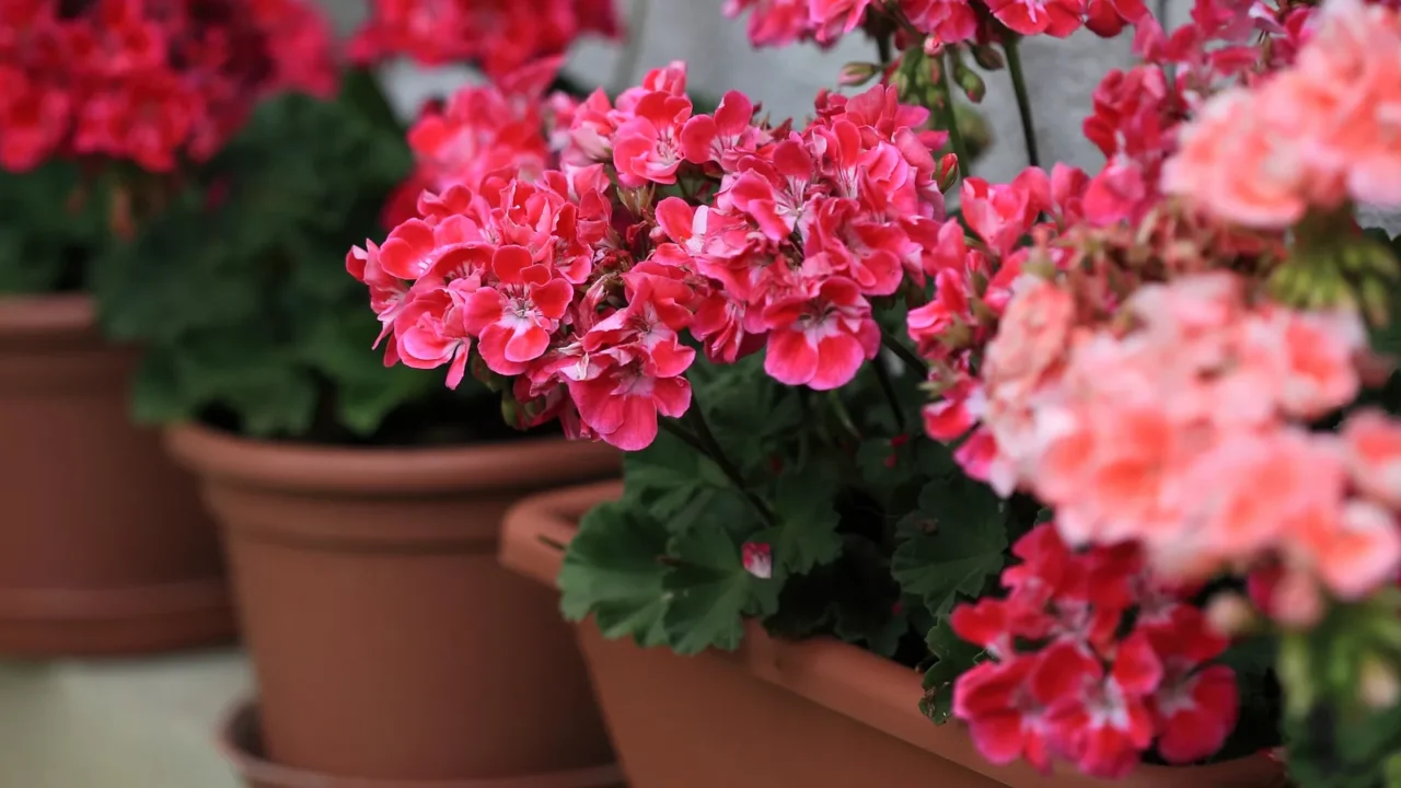 Beautiful geraniums grown in terracotta pots.