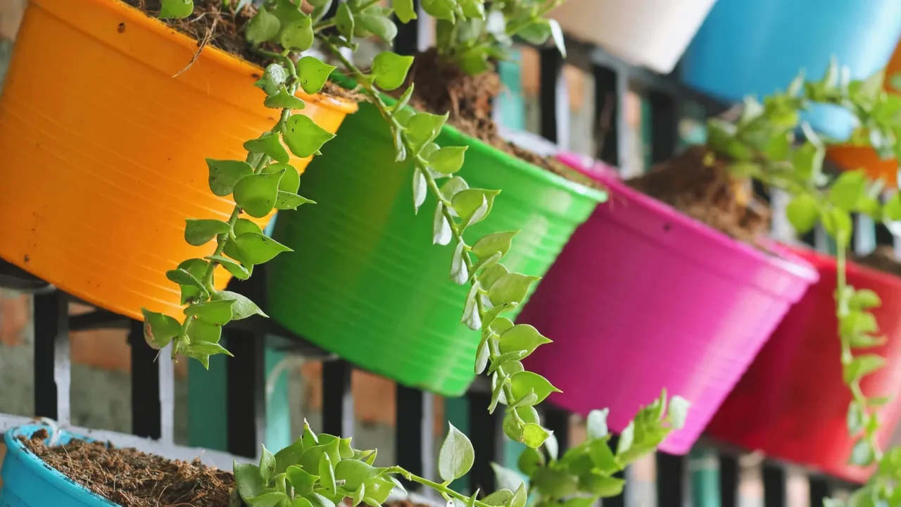 green ivy in colorful pots