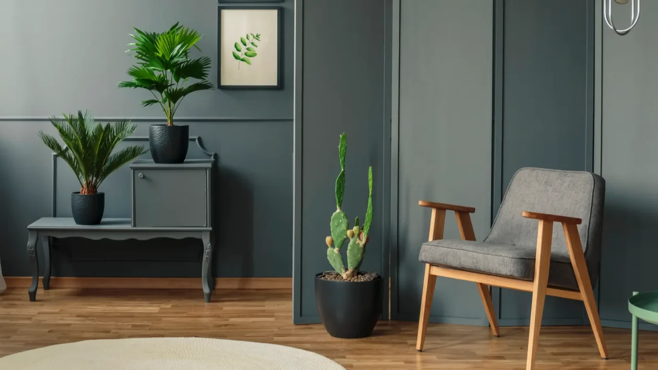 grey room interior with plants in black pots on a