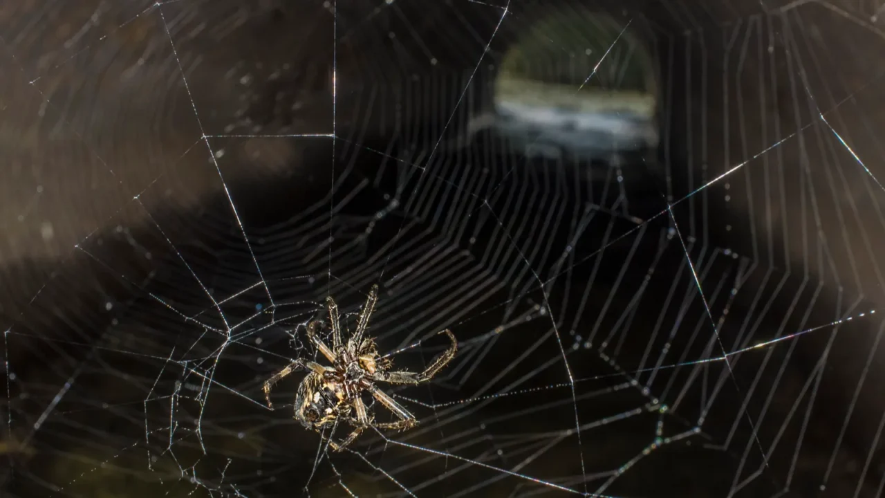 huntsman spider or eusparassus dufouri spider web placed in the