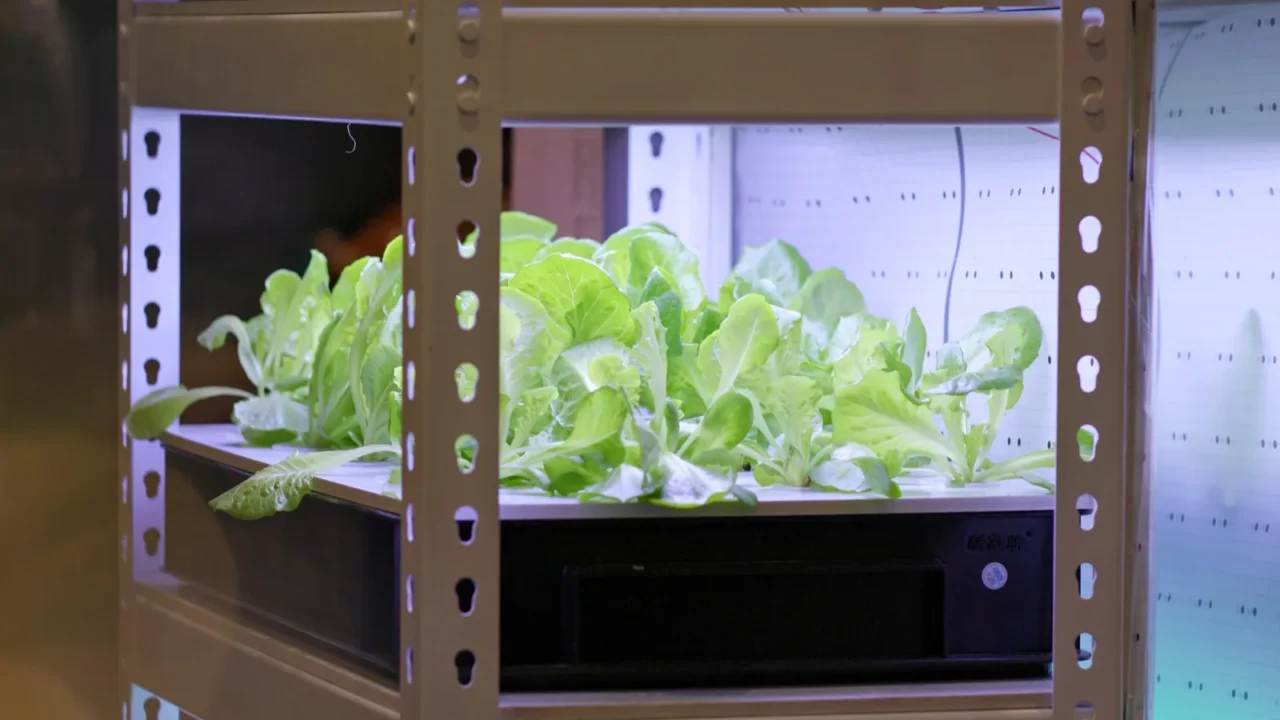 hydroponics plantation of vegetable at indoor