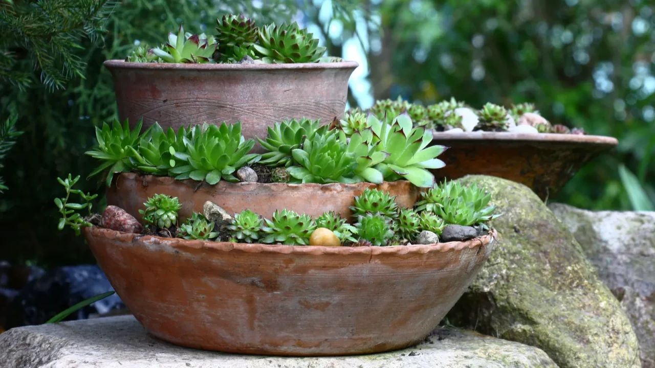 in a garden on big stones there is pottery of