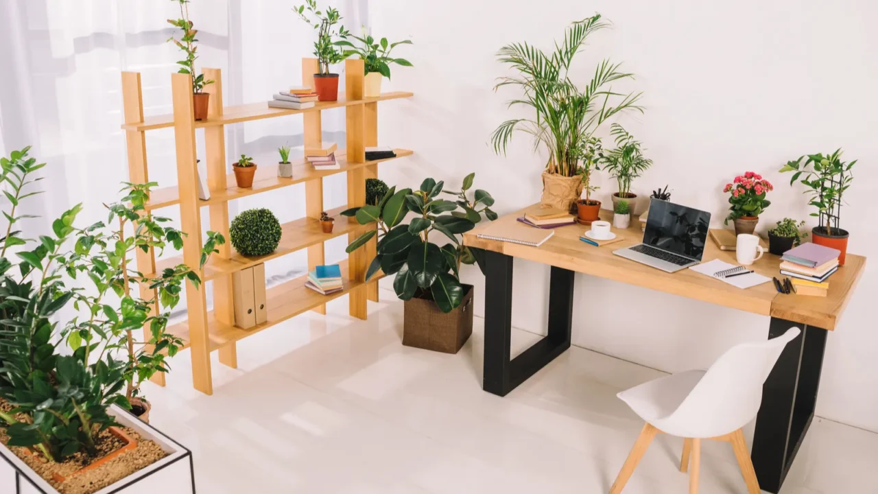 interior of business office with green plants