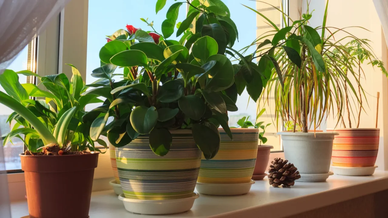 potted green plants on window