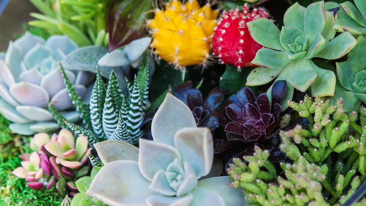 terrarium with cactus succulent plant