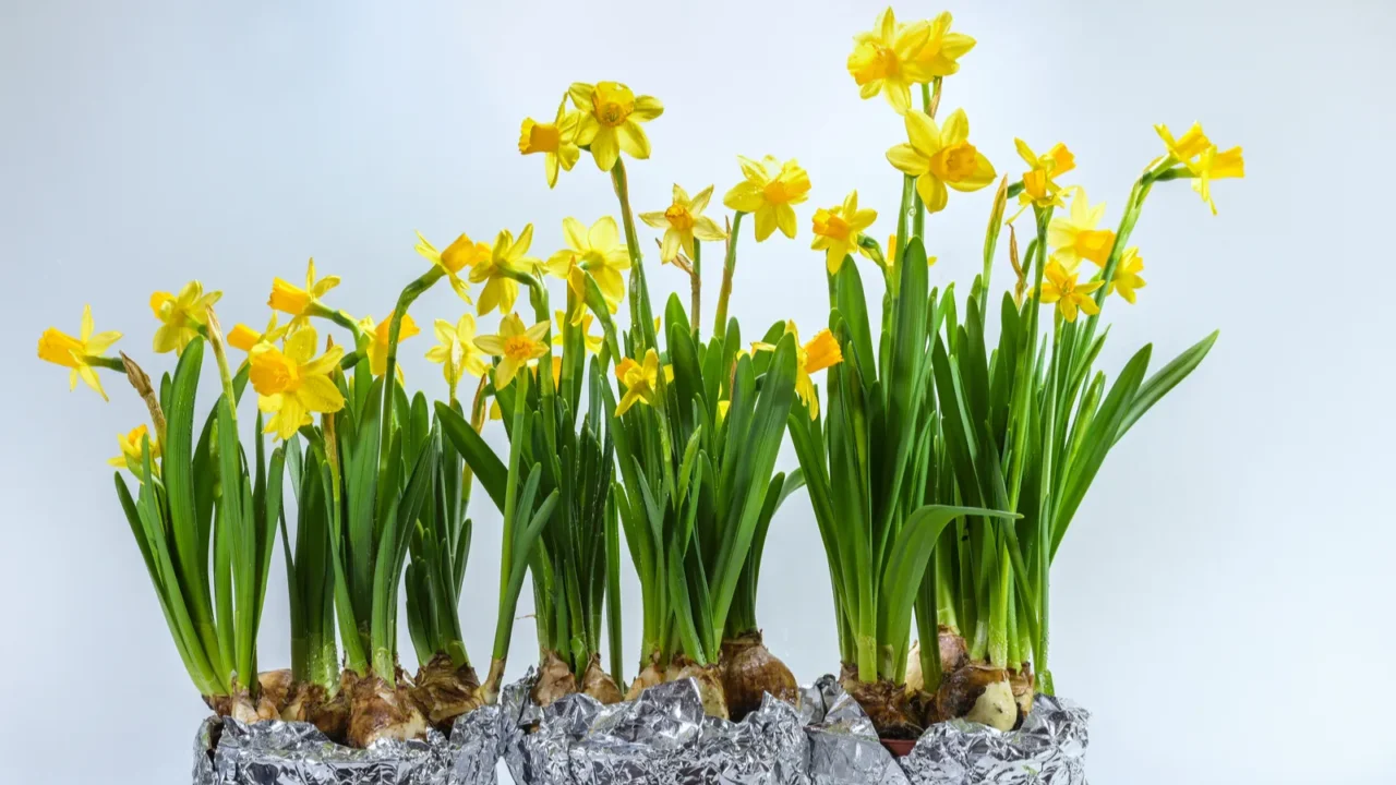 three plant pots with blooming daffodils as spring decoration after