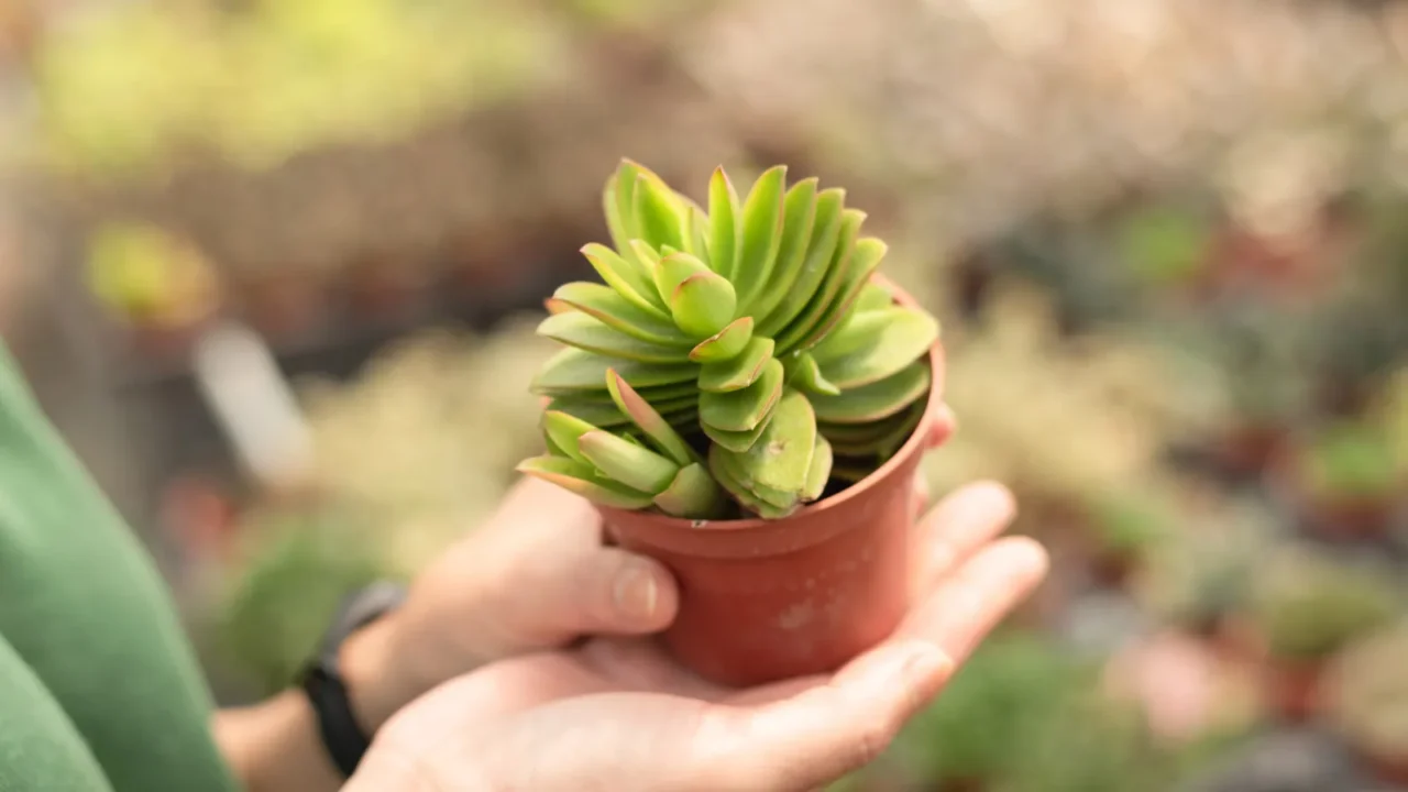 woman hold a cactus pot