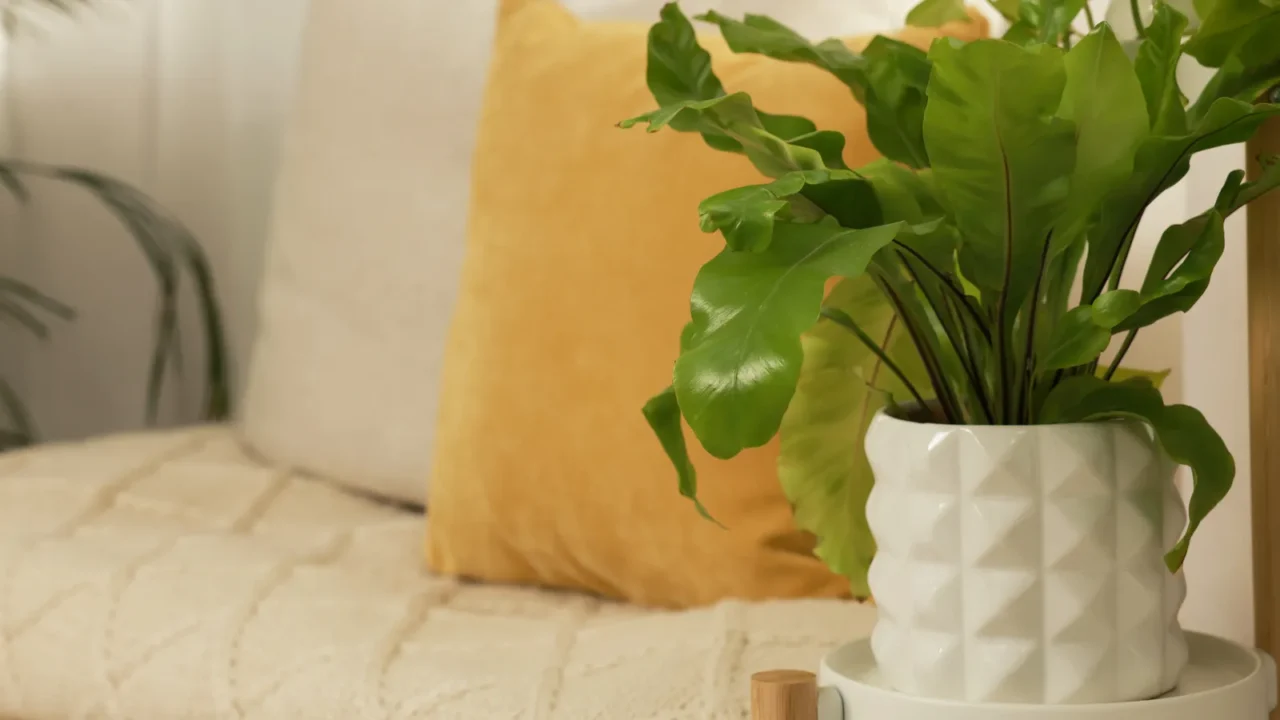 A houseplant in a white pot on a side table near a bench.