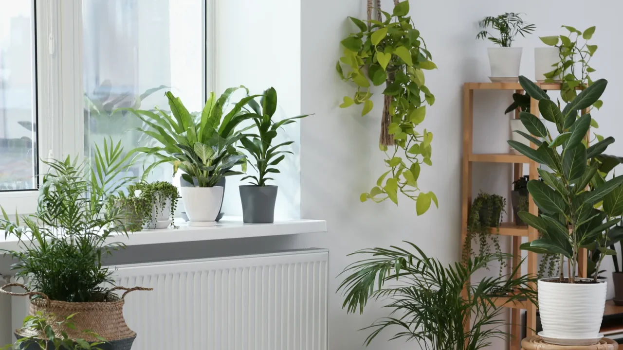 stylish room with beautiful plants near window interior design