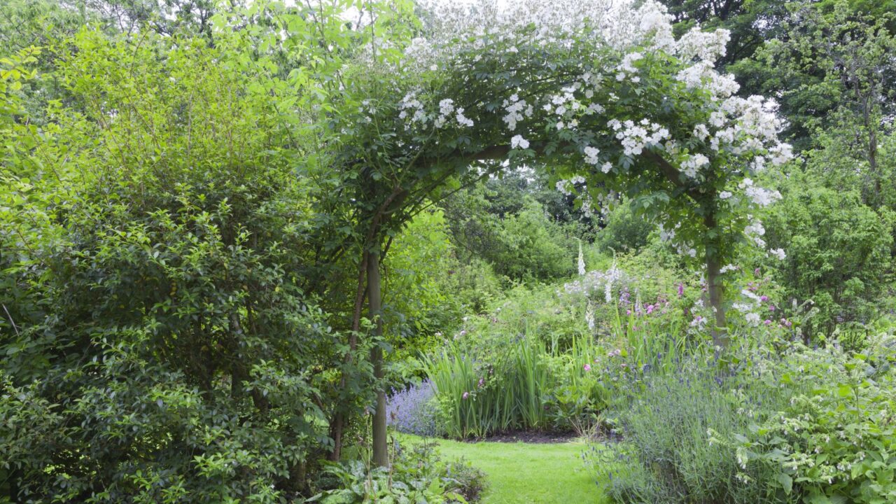 A beautiful garden with a garden arch covered with white roses and surrounded by plants.