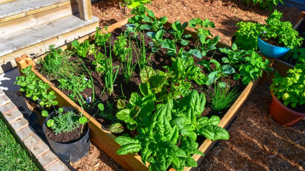 A garden with fragrant herbs growing along with other plants in a raised garden bed.