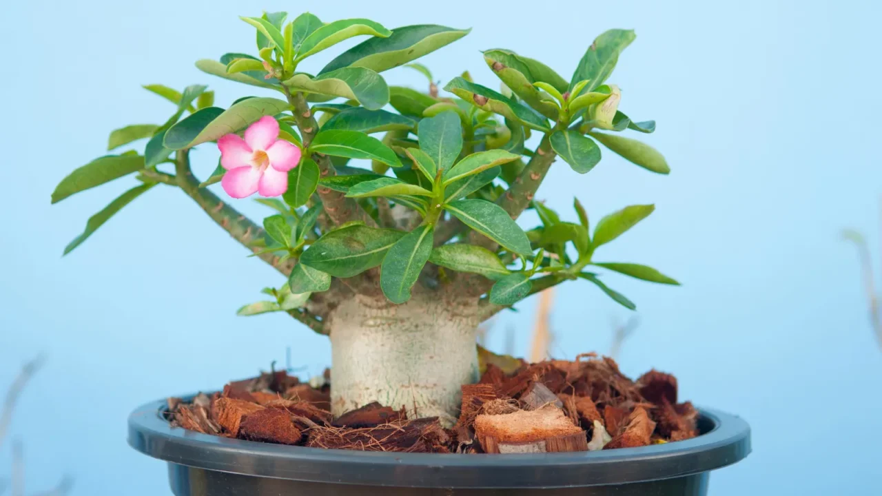 A flowering desert rose succulent in a gray planter with wood mulch.