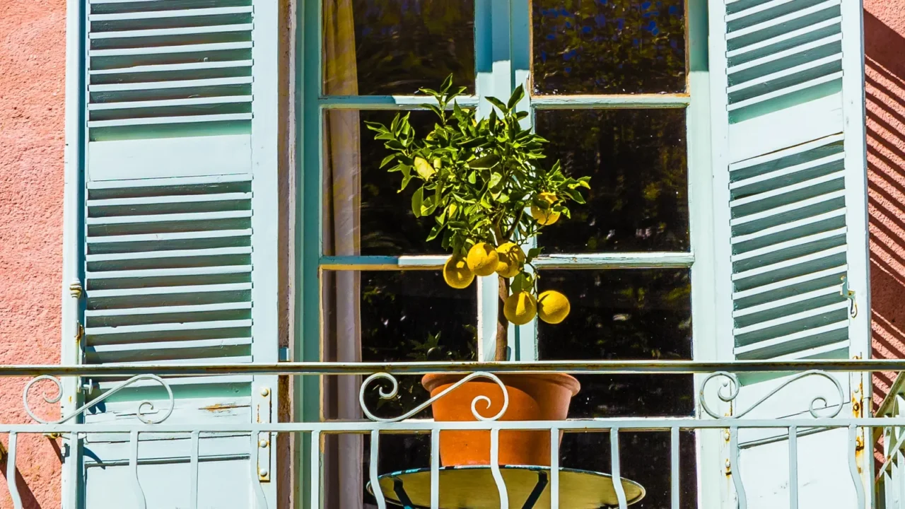 balcony with small lemon treetourtourfrance