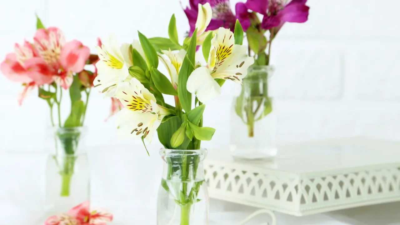 beautiful alstroemeria flowers in vases