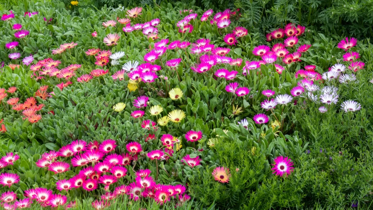 beautiful and colorful ice plant flowers in bloom nature background
