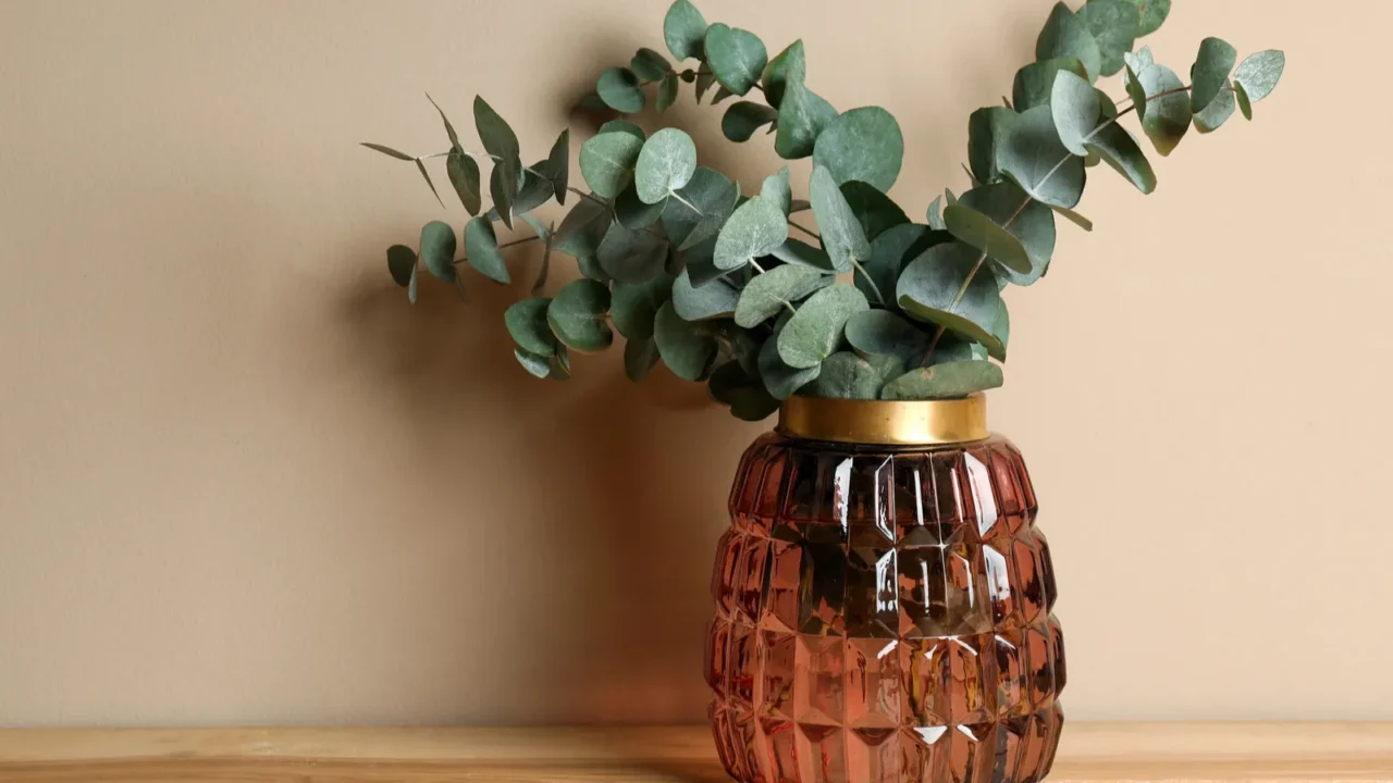 beautiful eucalyptus branches in glass vase on wooden table against