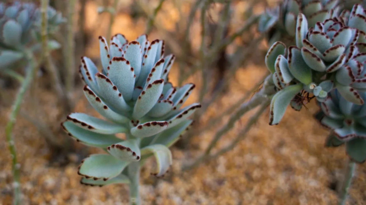 beautiful kalanchoe tomentosa plant in a pot in a greenhouse