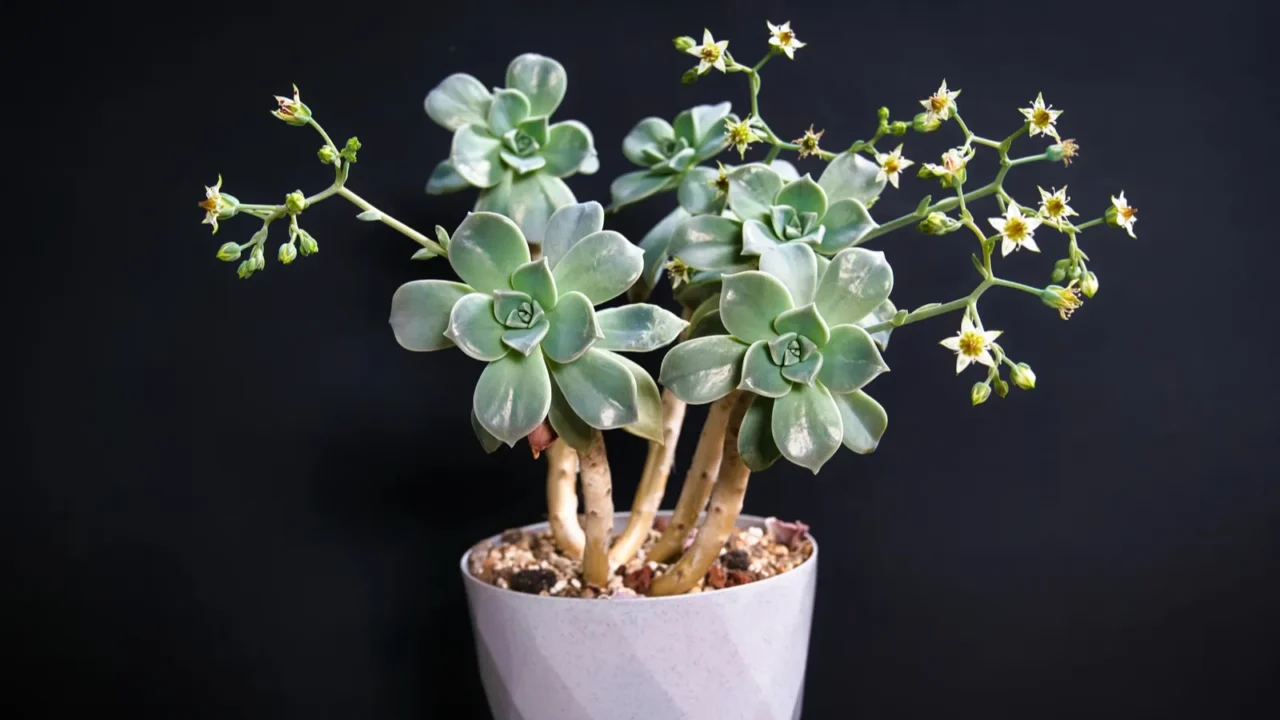 Beautiful ghost plant succulent with blooming flowers against a black background.