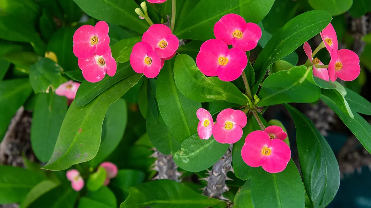 bright pink blossoms on crown of thorns plant