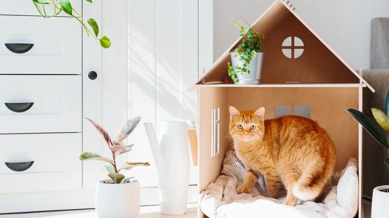 cat in wooden cat house