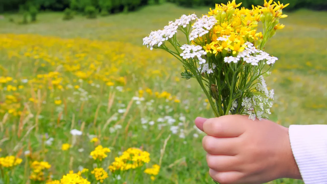children hand hold flowers in spring meadow