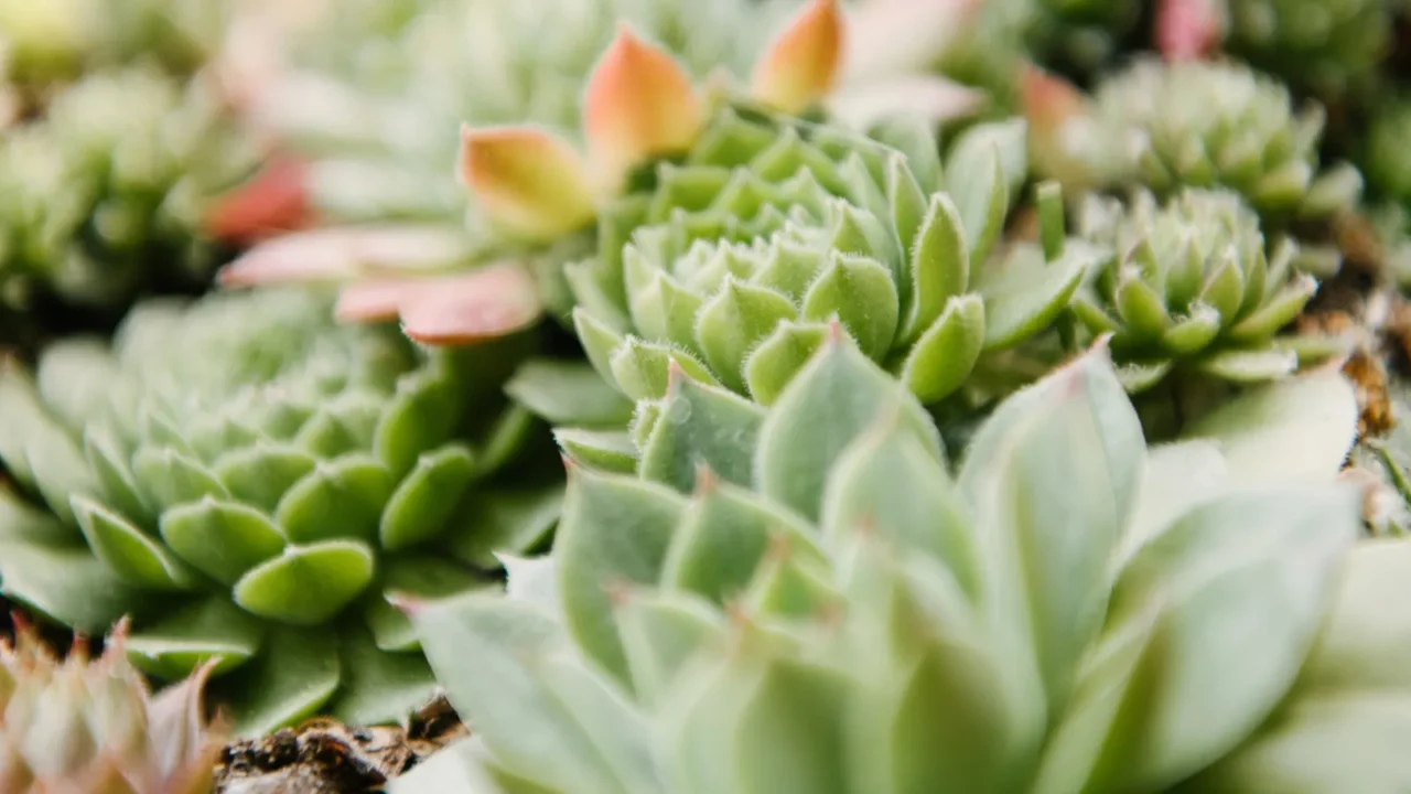 closeup shot of blossoming sempervivum plants