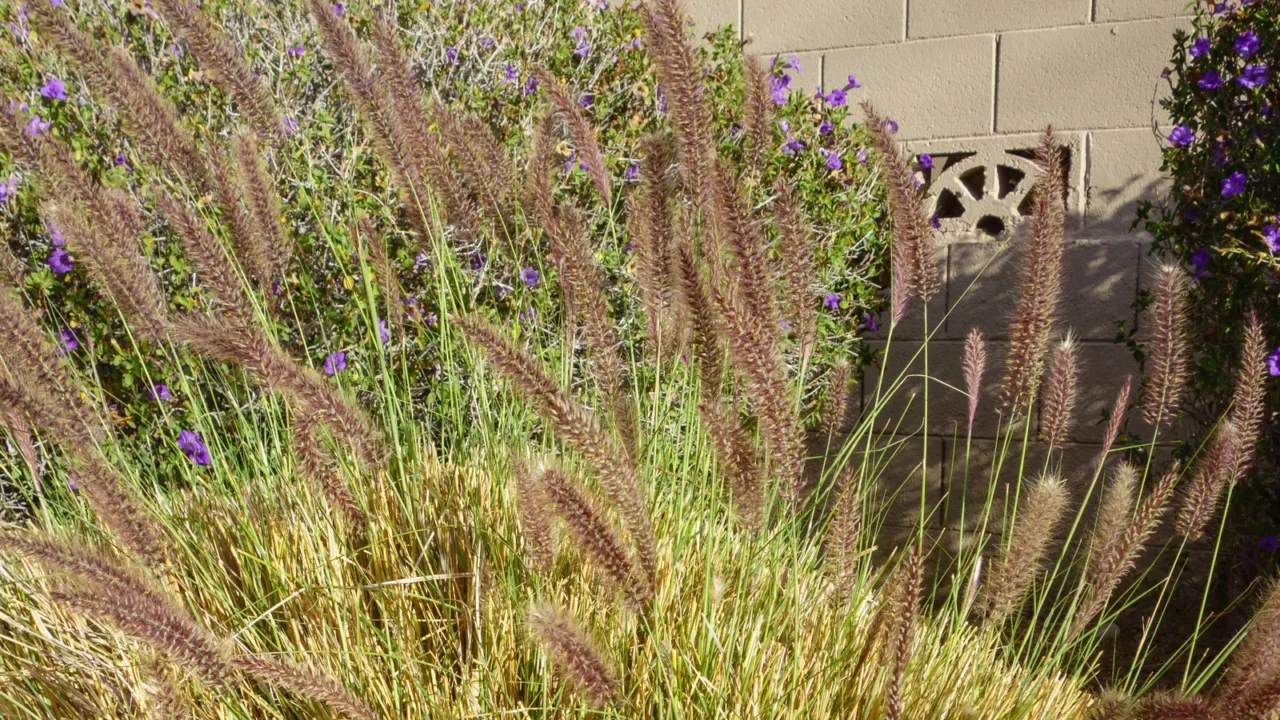 closeup of fountain grass growing in arizona xeriscaped residential suburban