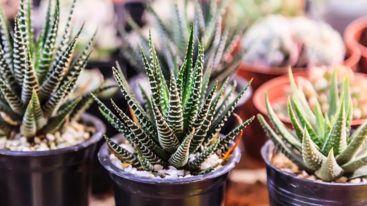 A collection of various haworthia fasciata zebra cactus in black planters.
