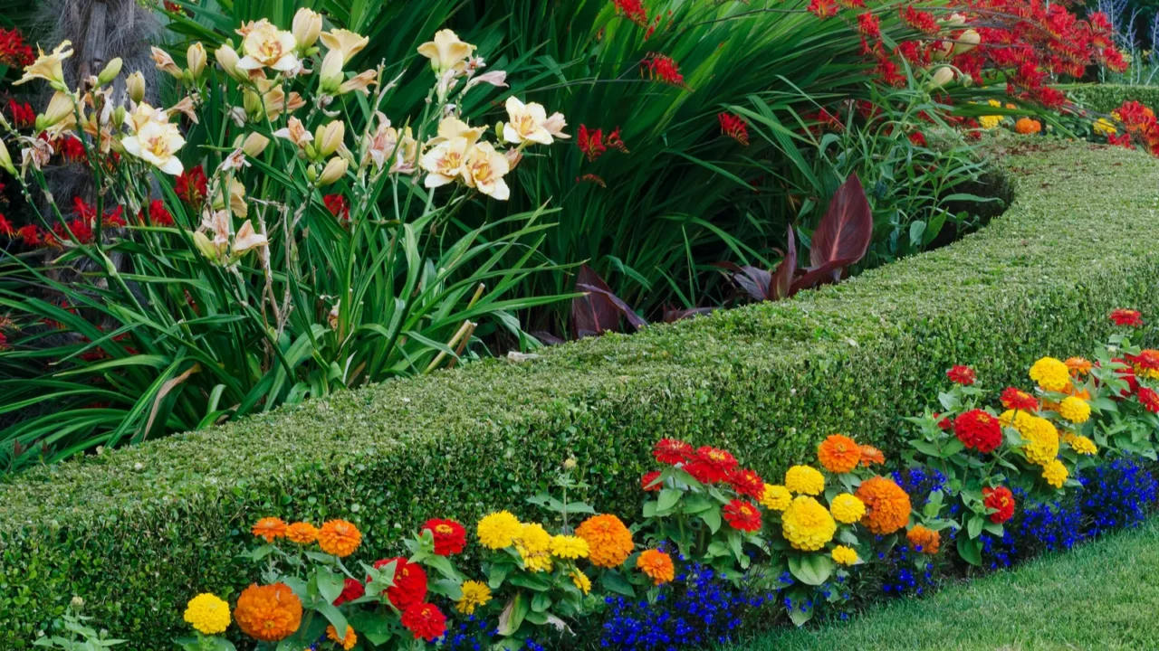 A colorful garden with neatly trimmed boxwood borders and bright flowers along the edge.