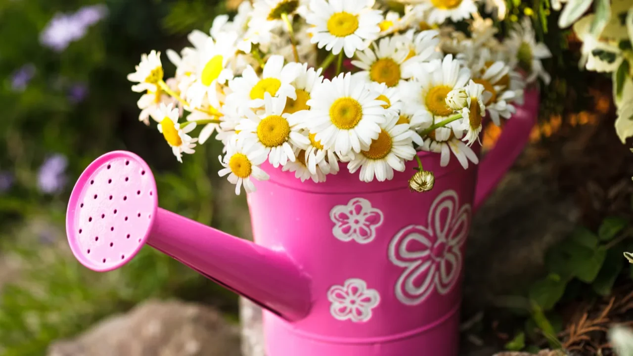 Beautiful shasta daisy flowers in a colorful pink upcycled planter.