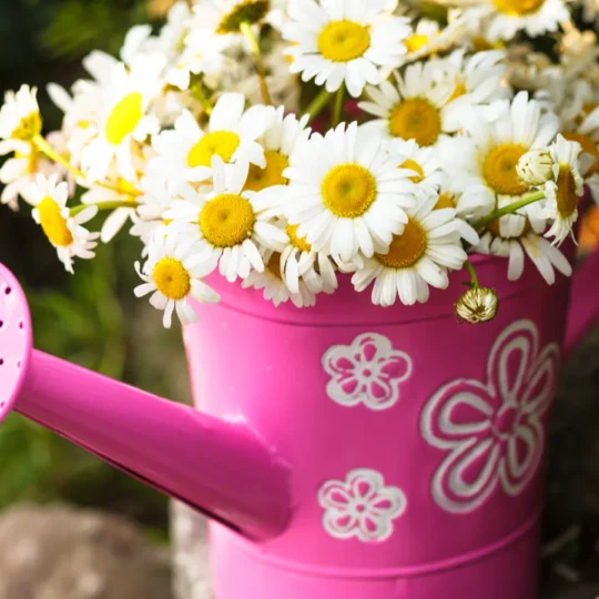 Summer’s Brightest Flowers You’ll Adore