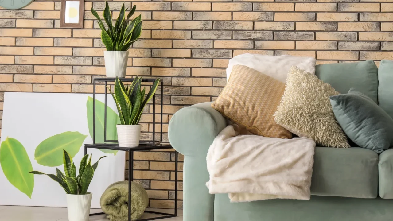 decorative sansevieria plants in interior of room