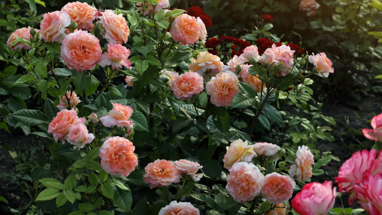 Beautiful blooming rose bushes in a garden.