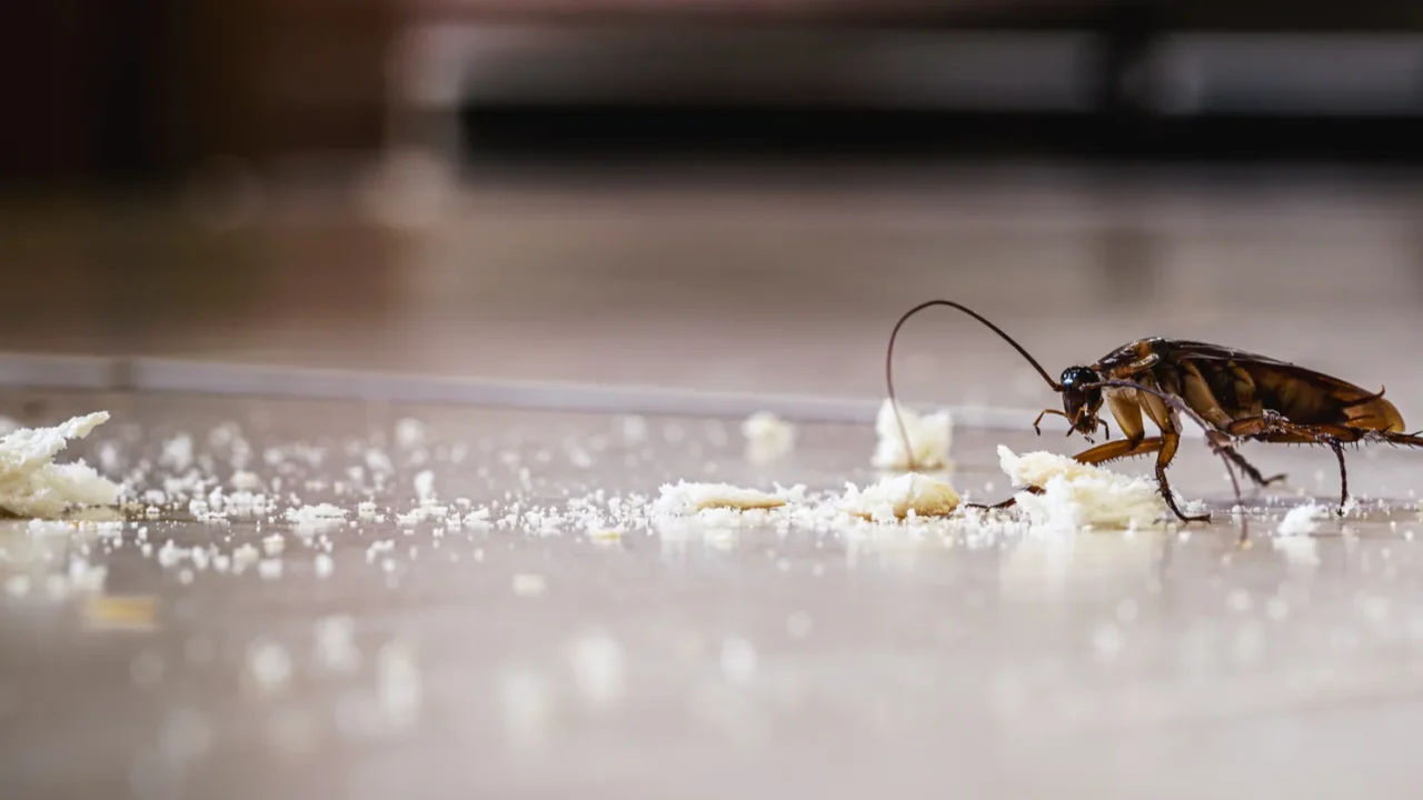dirty cockroach walking on the floor eating crumbs of garbage
