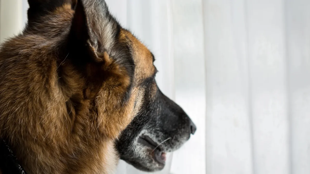 german shepherd dog looking out living room window