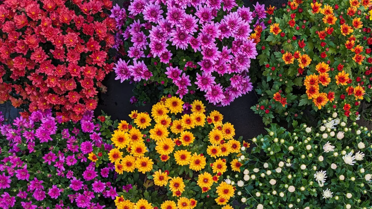 many colorful chrysanthemums in flower pots top view