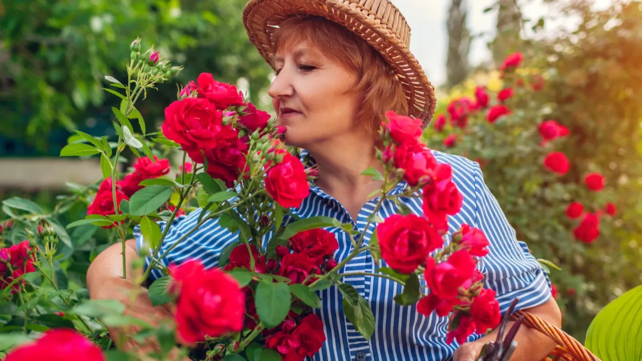 senior woman gathering flowers in garden middleaged woman smelling and