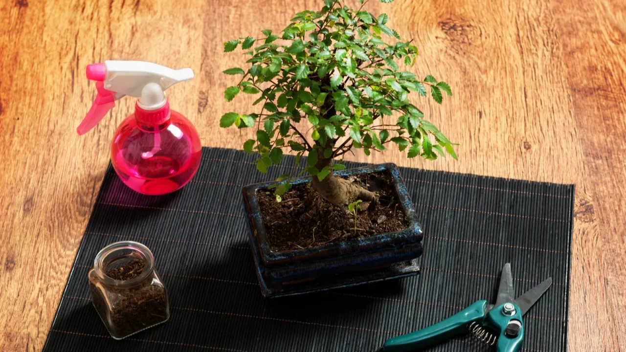 small bonsai tree