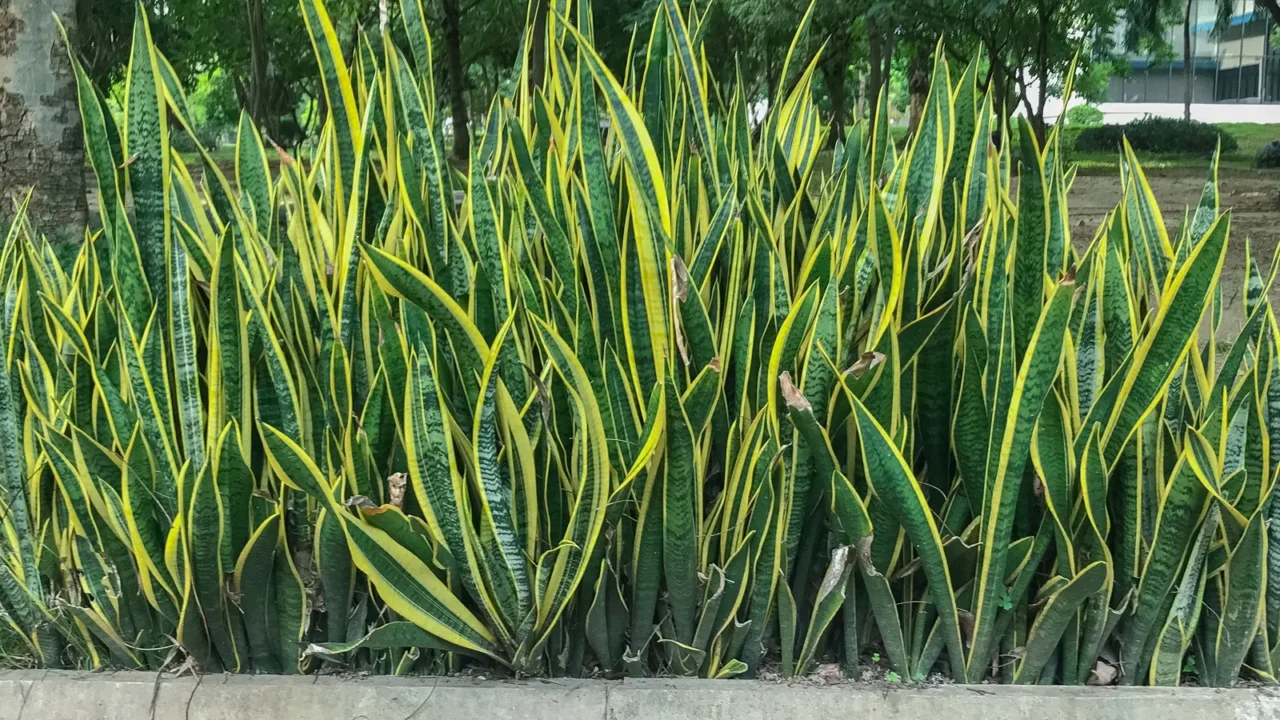 snake plant sansevieria in the garden at thailand